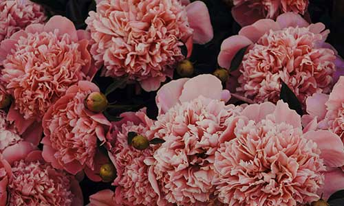 Camelias